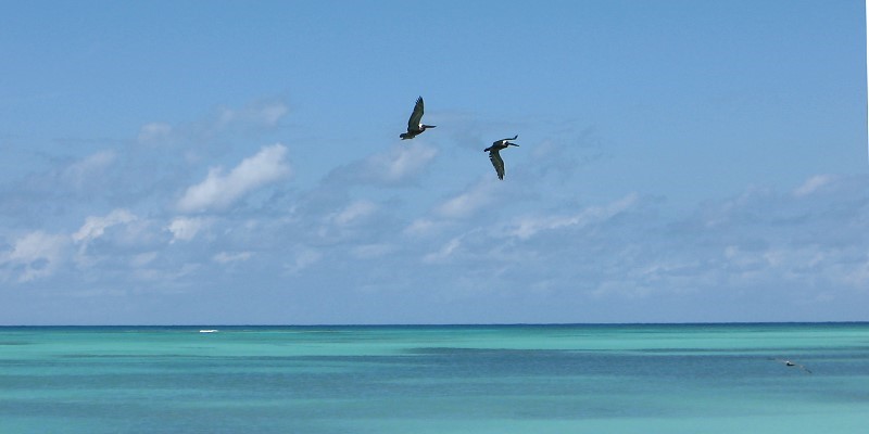 Pelikane vor Anegada, B.V.I.