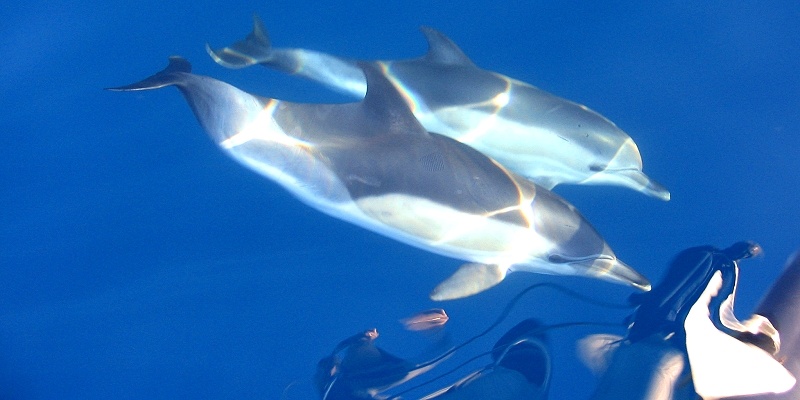 09-05-dolphins